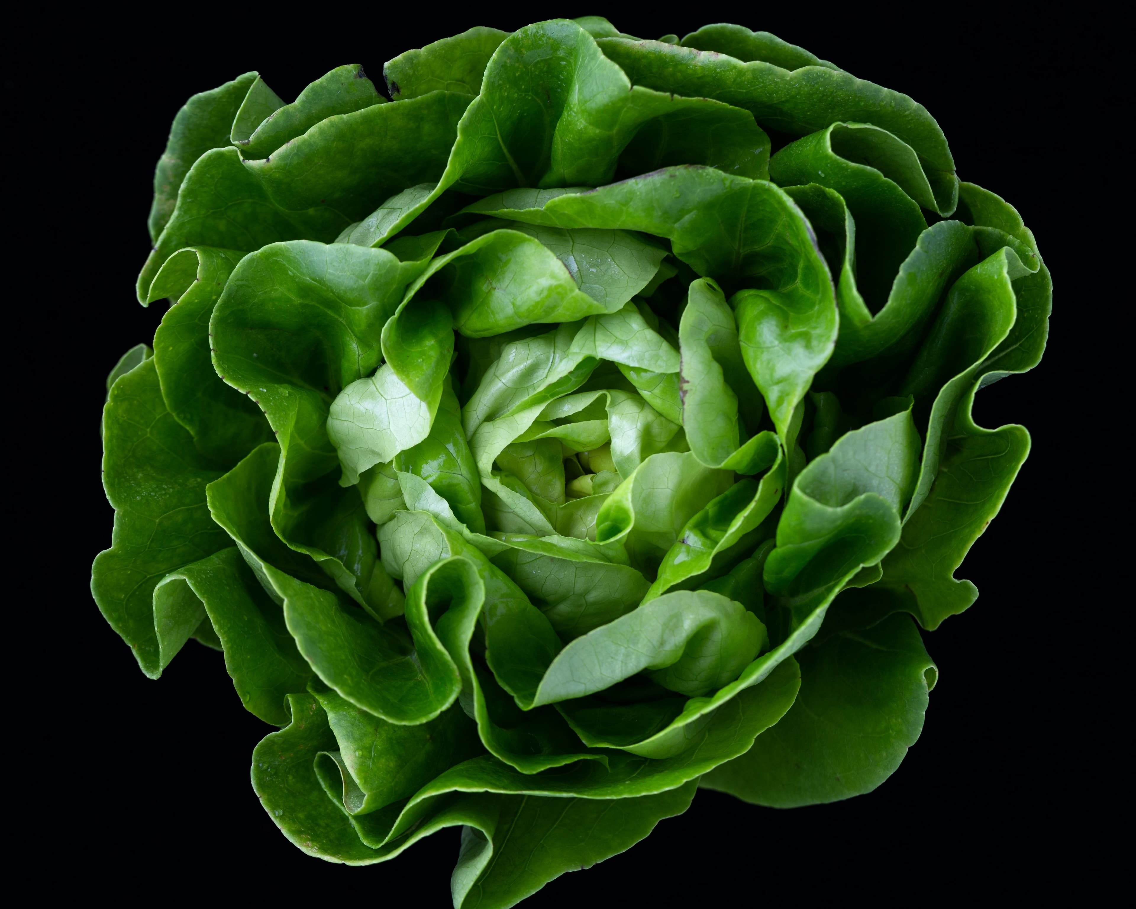Romaine hearts