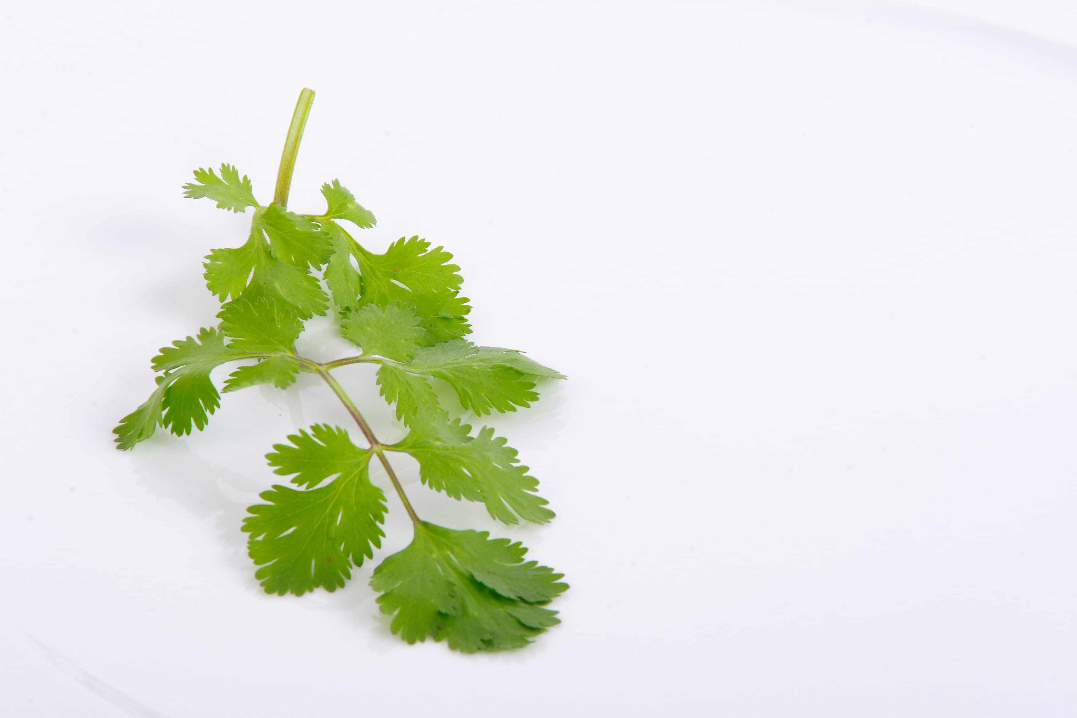 Cilantro