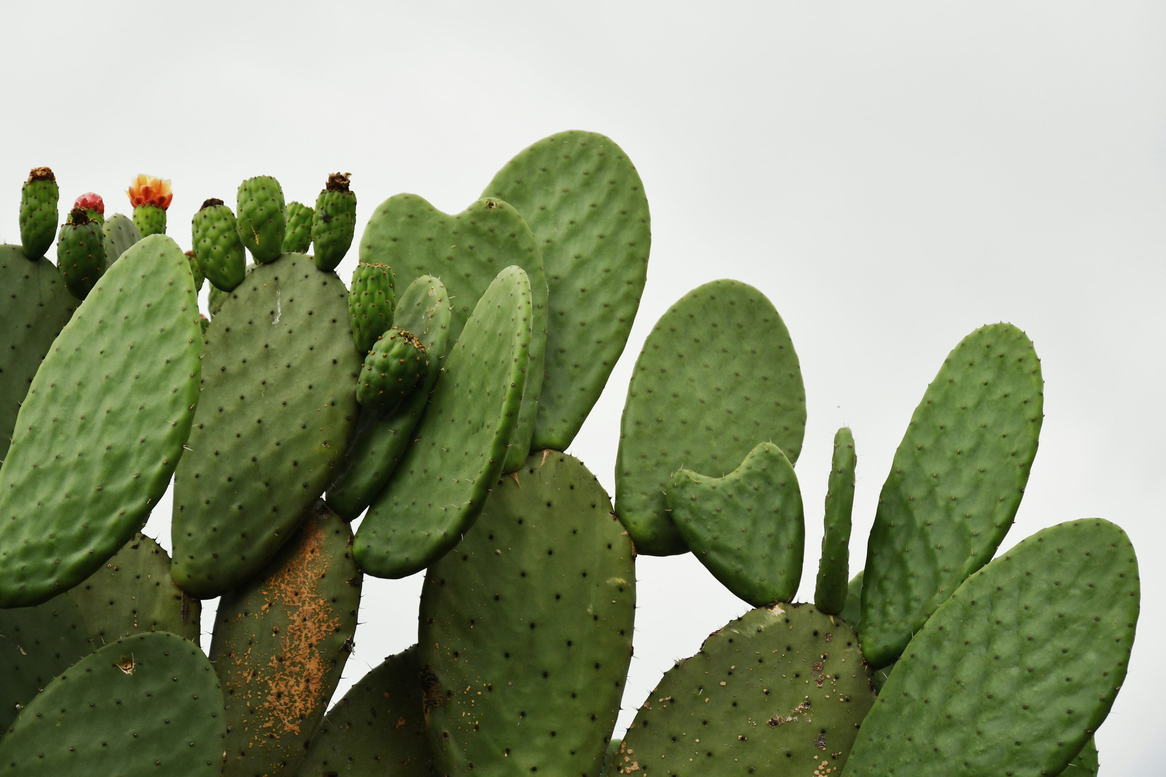 Nopales, cleaned