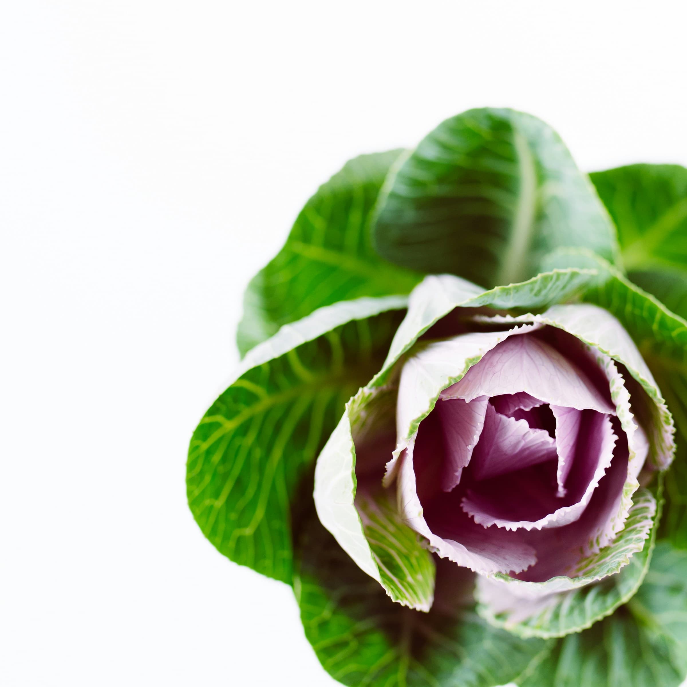 Purple cabbage