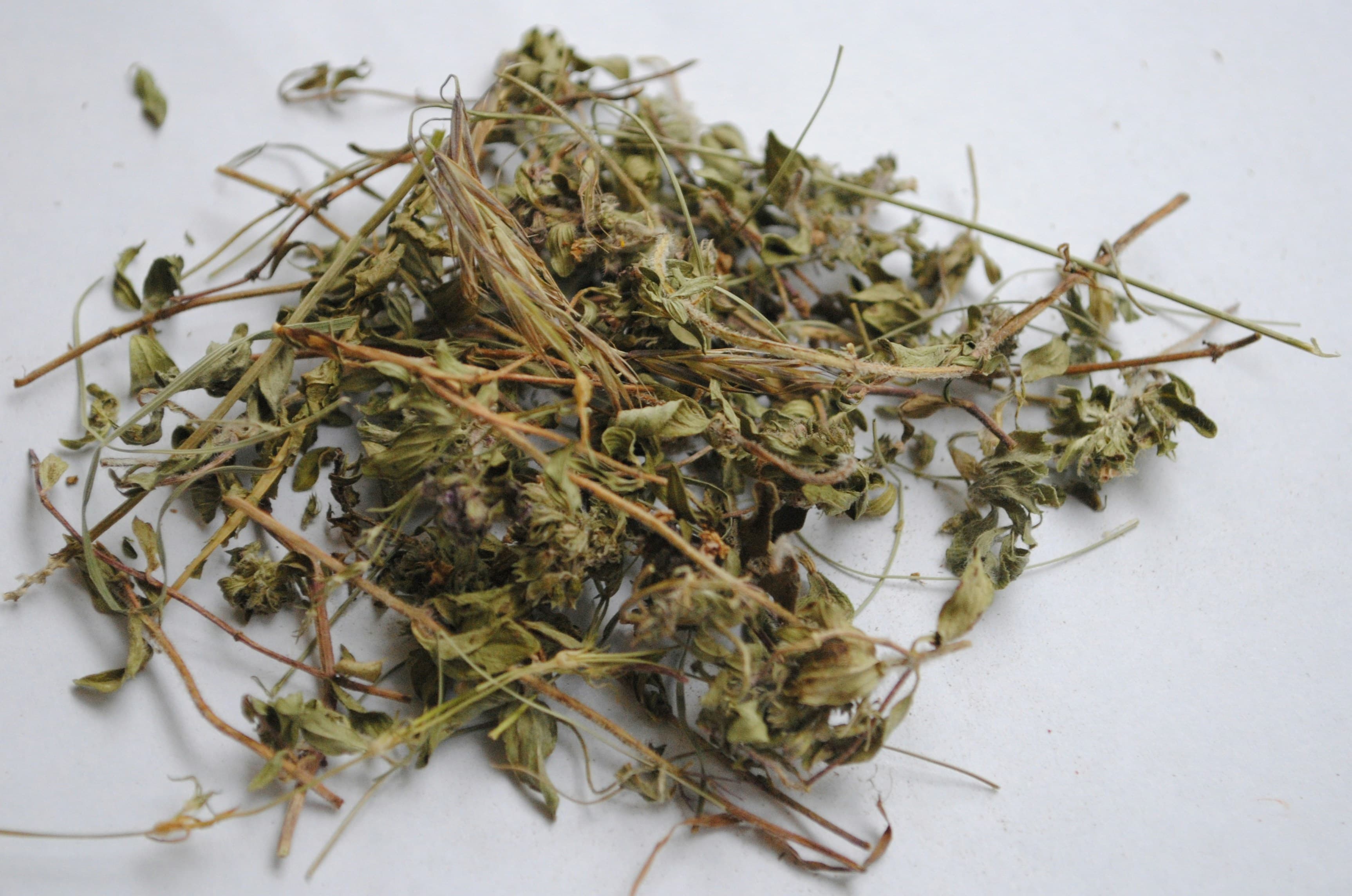 Mexican oregano (large leaf)