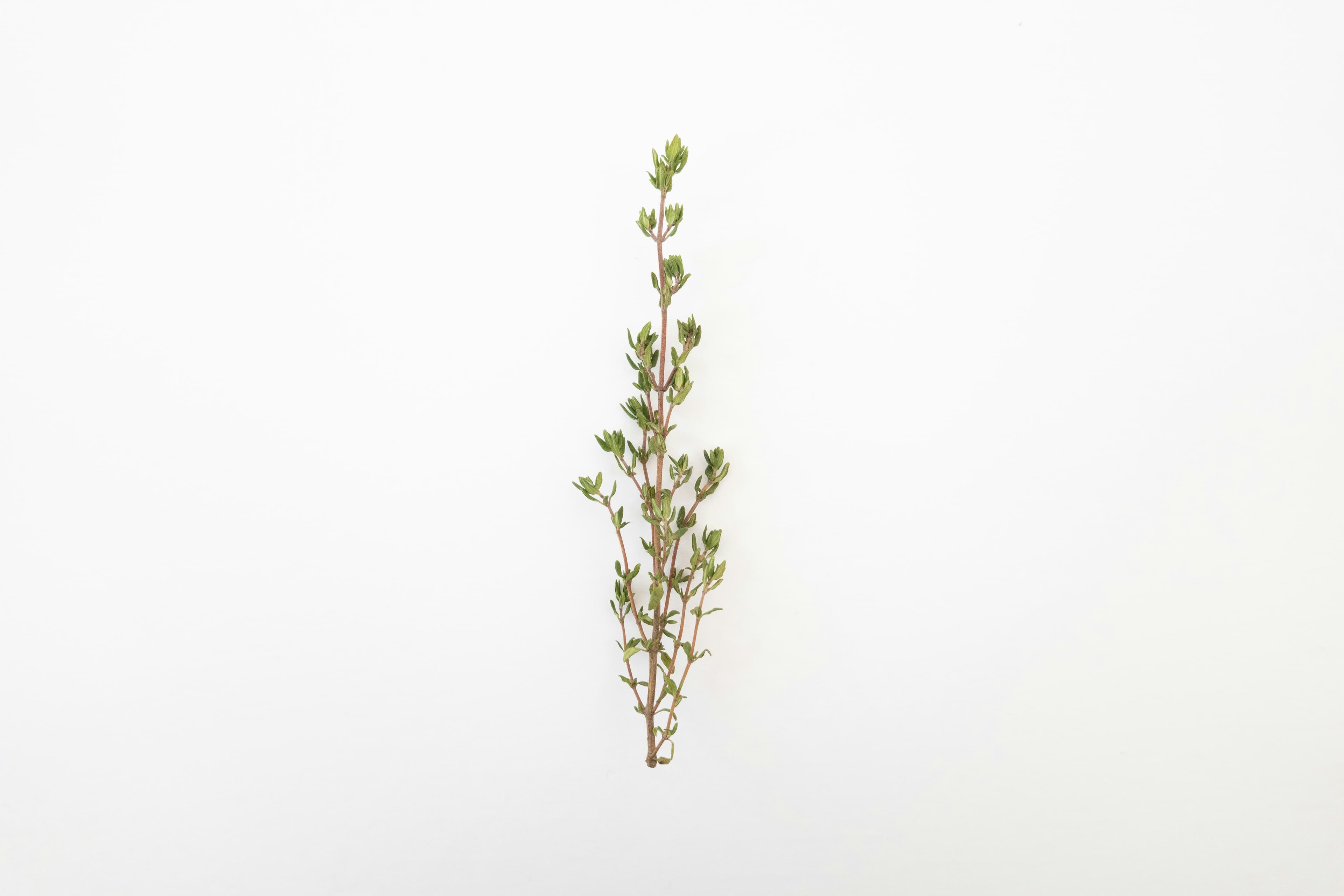 Thyme