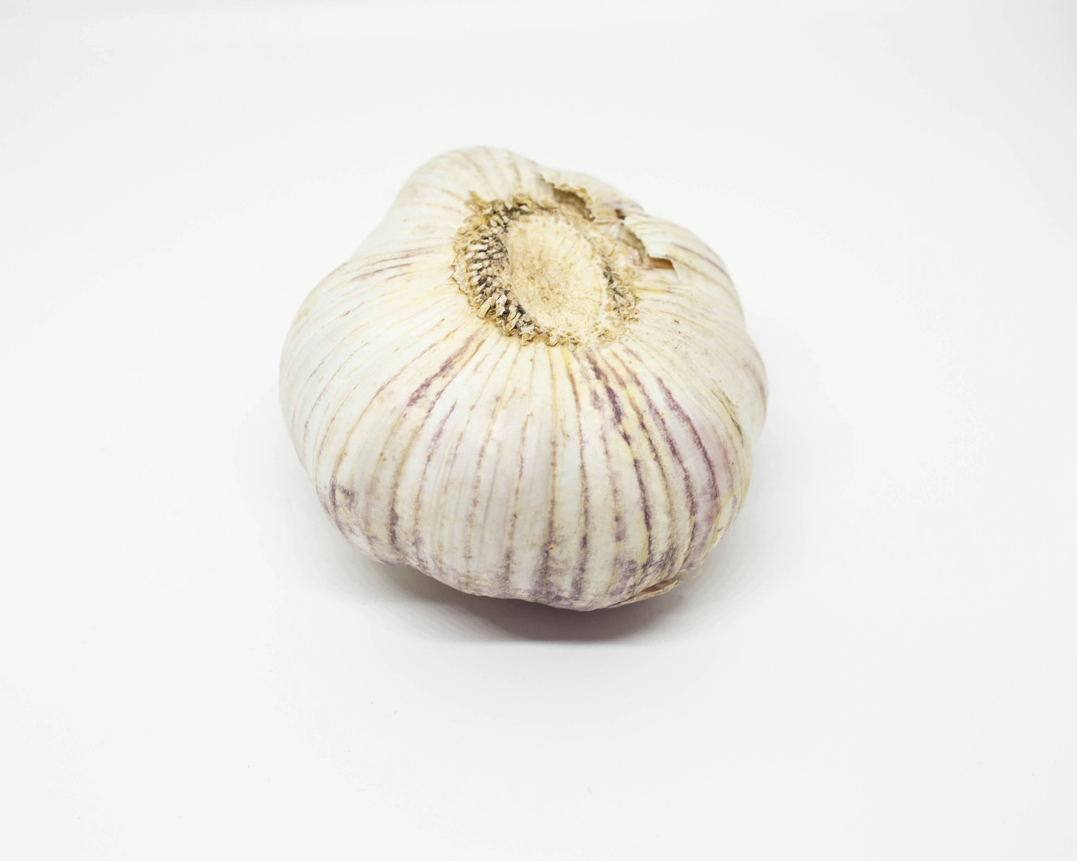 Garlic