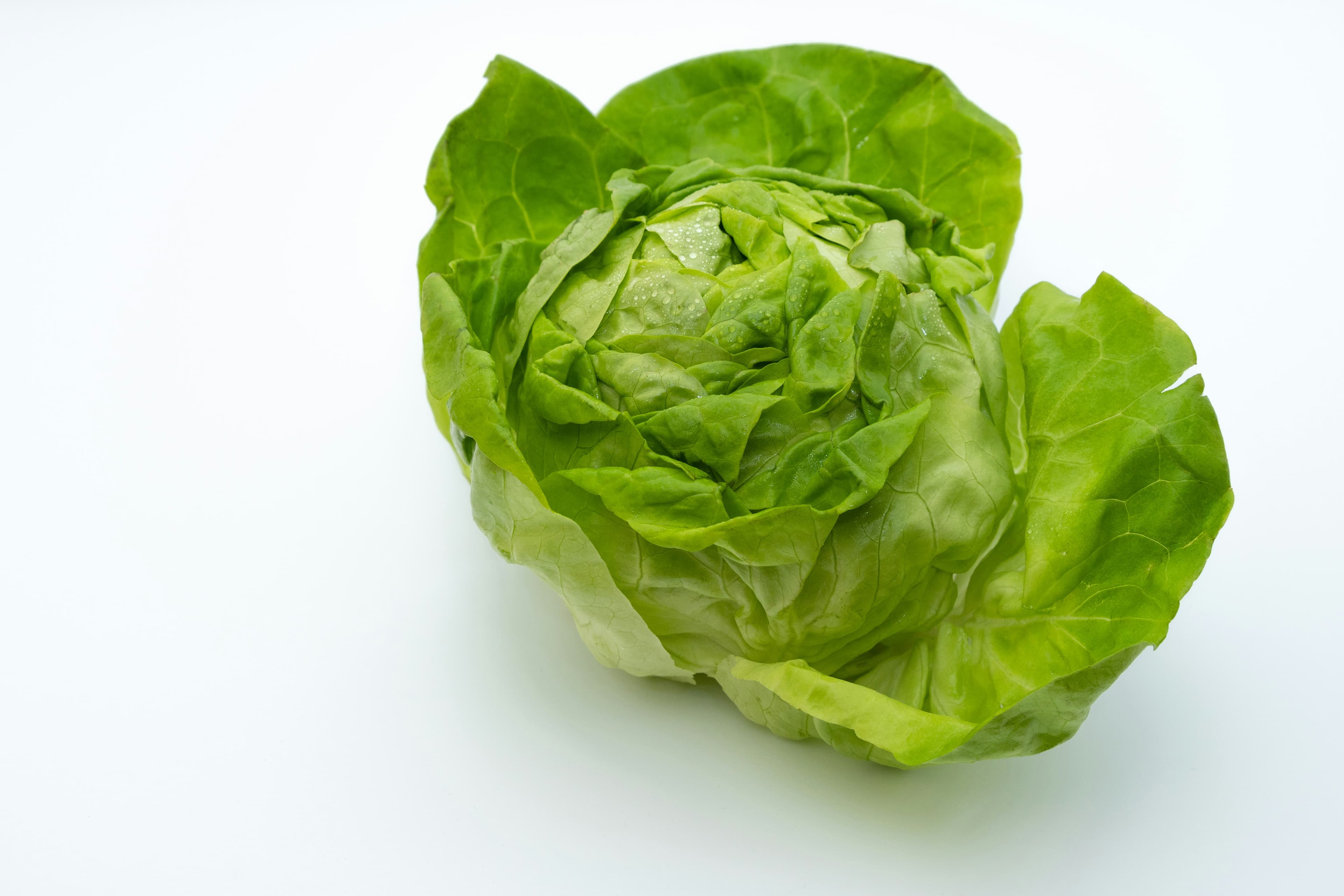 Iceberg lettuce