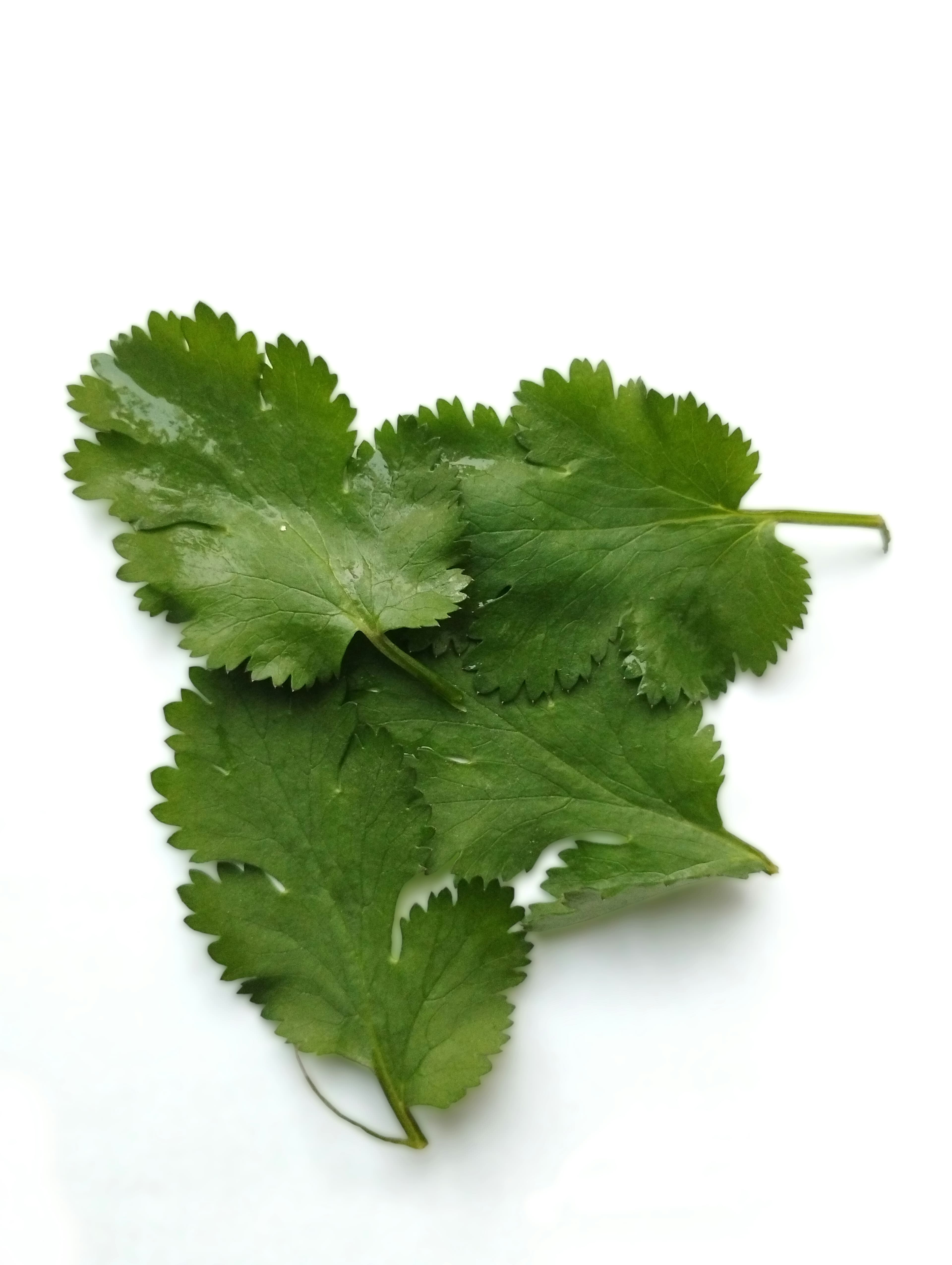 Green leaf lettuce