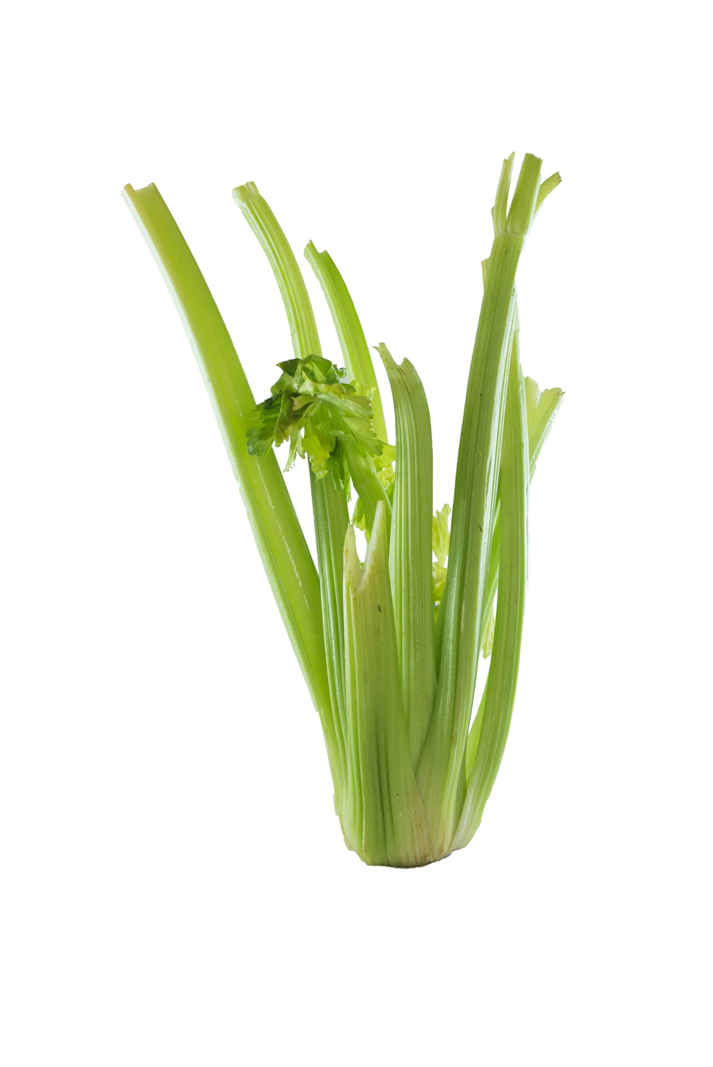 Celery